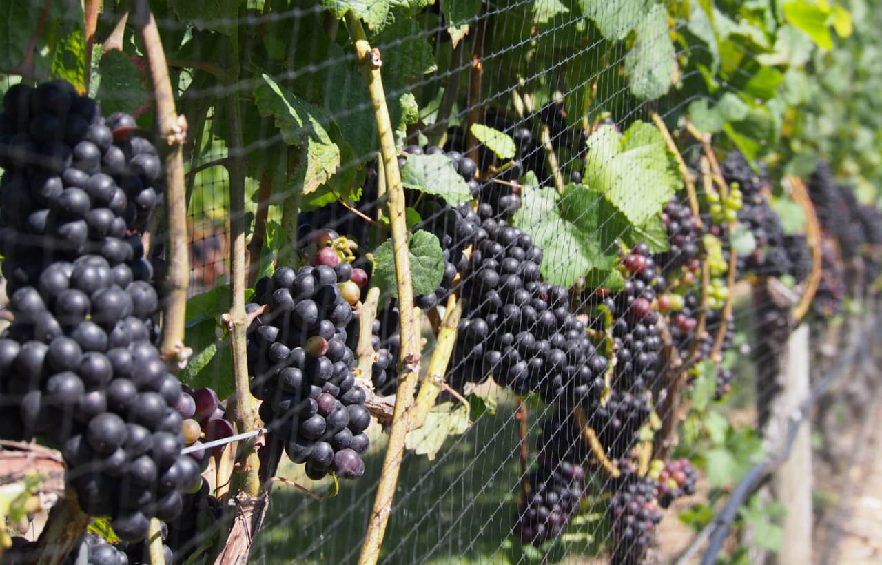 Súmate a un tour de vinos: Si bien esta actividad es más indicada para adultos exclusivamente, hay viñedos que ofrecen recorridos para toda la familia y le enseñan a los más chicos todo el proceso de creación de un vino. Pasar una tarde soleada caminando por los viñedos y disfrutando del aire libre es una forma divertida de aprender sobre la naturaleza.