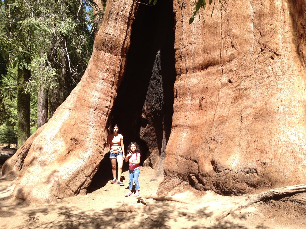 Dos niñas debajo del árbol de los 1,500 años.