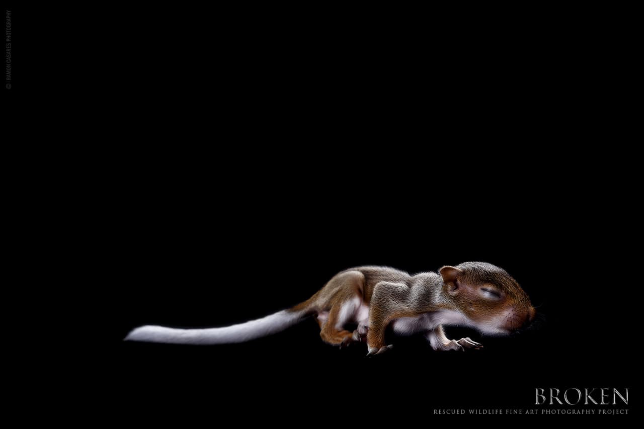 Esta ardilla bebé fue entregada al centro de rescate Pelican Harbor Seabird Station, también víctima de la poda del árbol en que habitaba.