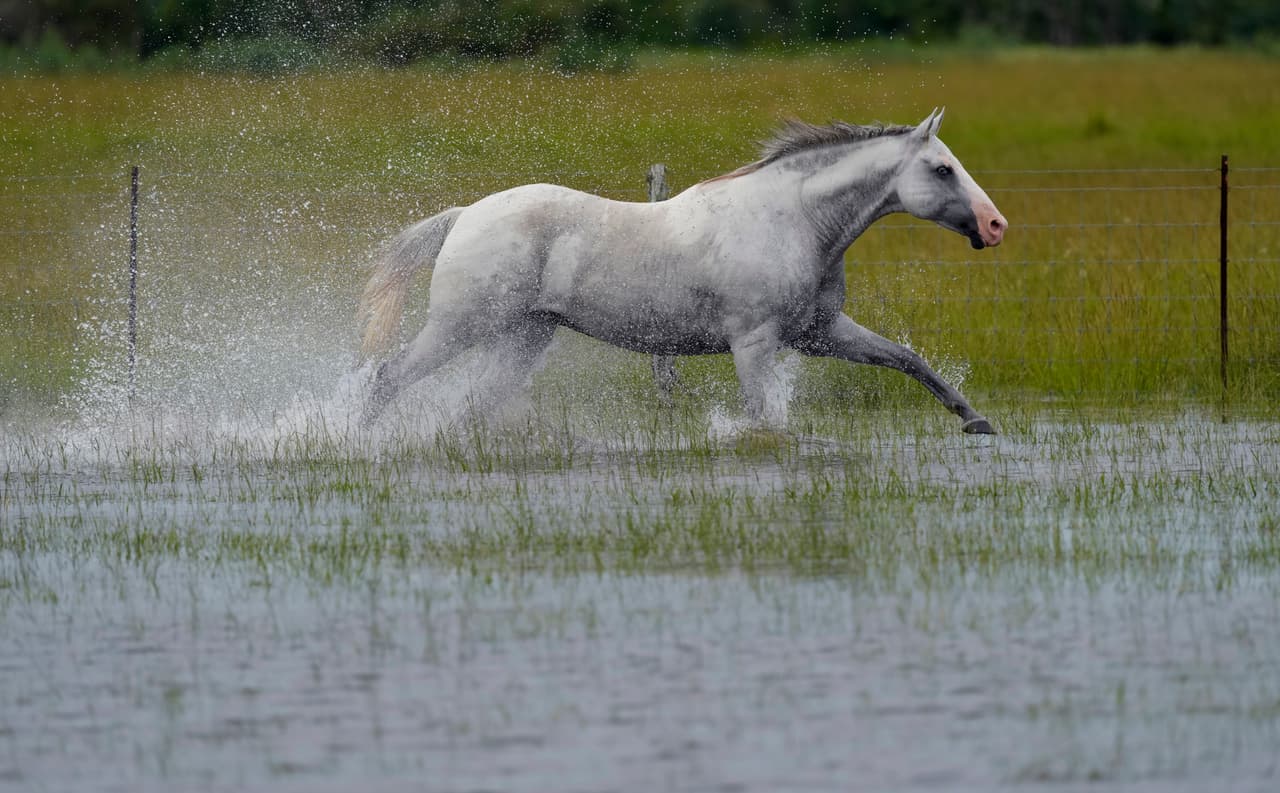 LAs agencias también difundieron imágenes de caballos que corrían por la mañana en campos inundados en la zona de Houston.