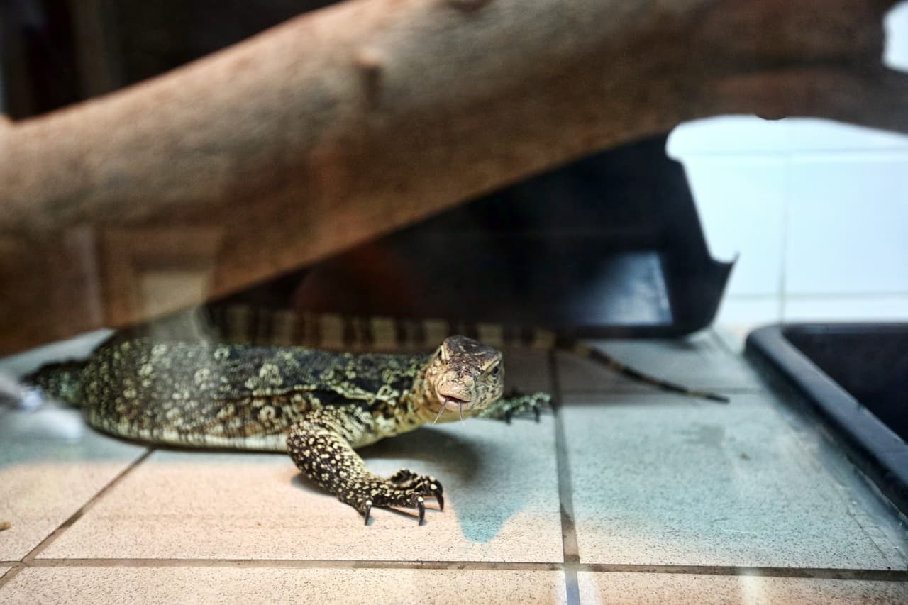 Cuando se siente seguro, el varano acuático sale a investigar su entorno.