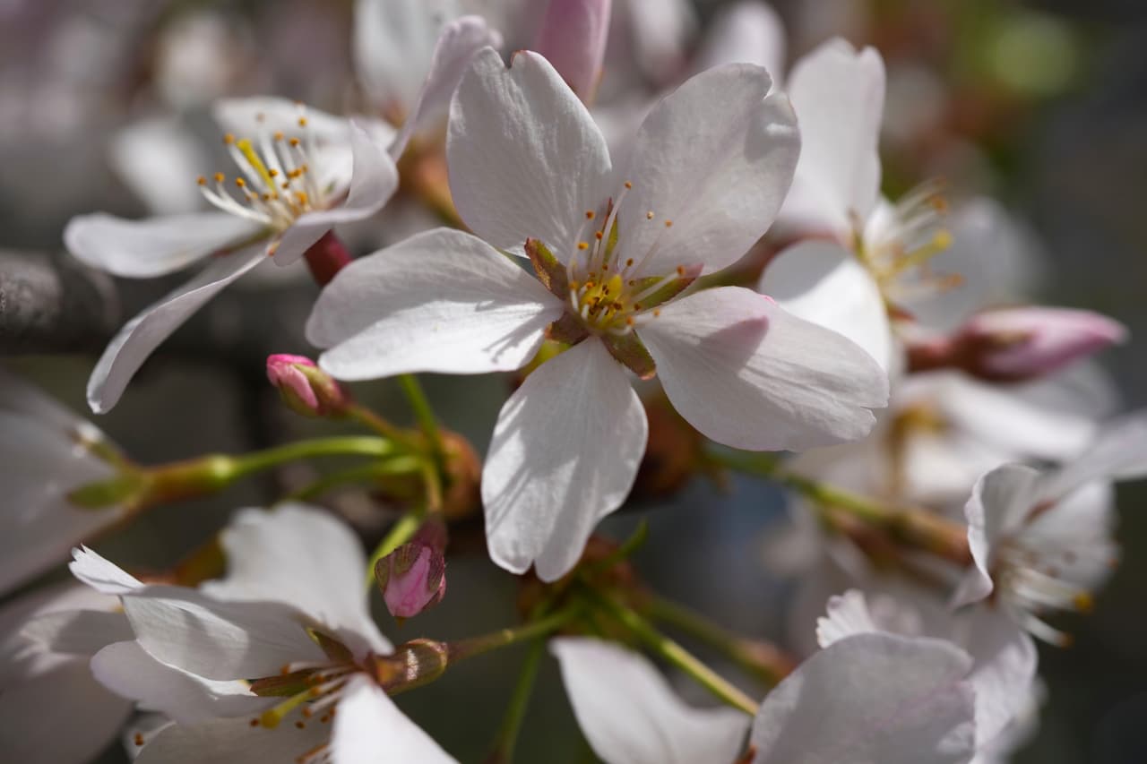 2.- La fecha fue elegida estratégicamente entre las vacaciones de primavera para fomentar la 
<b>participación estudiantil. </b>