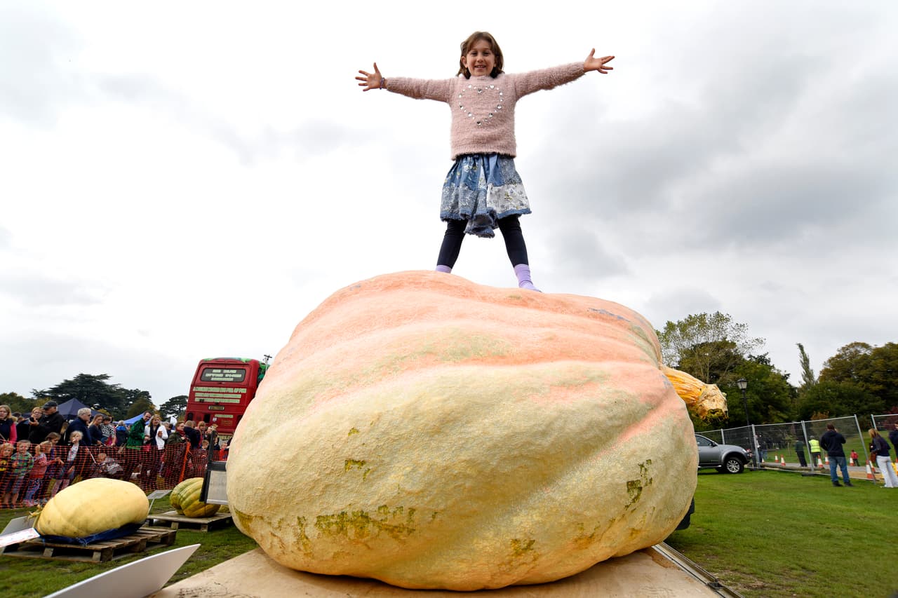 El 10 de octubre la calabaza les dio la asombrosa sorpresa: pesaba 1.861 libras.