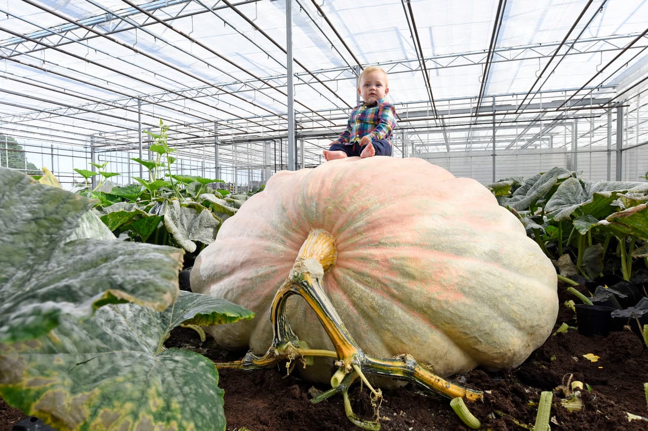 Por su parte, la gigantesca calabaza fue donada a World Vision, una organización de caridad que ayuda a niños.