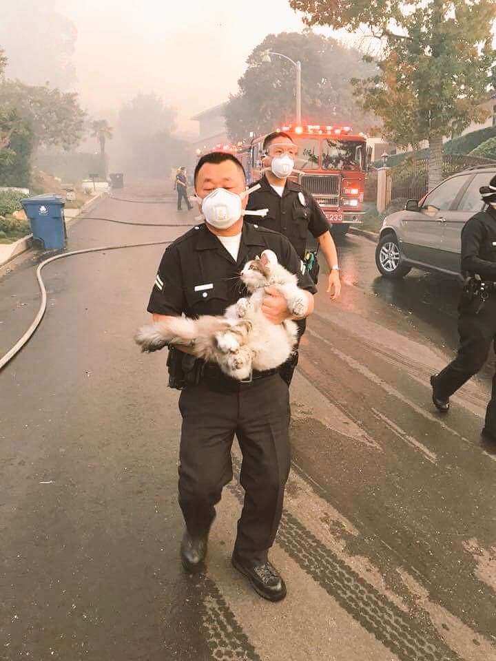 El rescate de un gato en los incendios en California que conmueve en las redes sociales