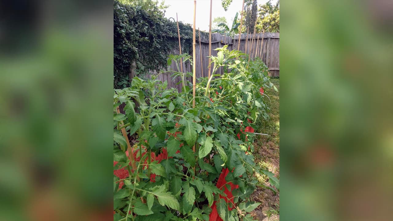 "Plantas de tomate".