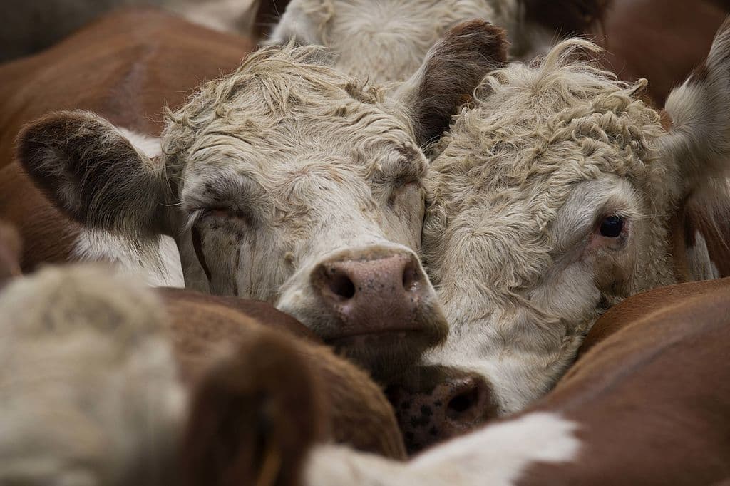 Uruguay ante el desafío de sus 12 millones de vacas emisoras de metano