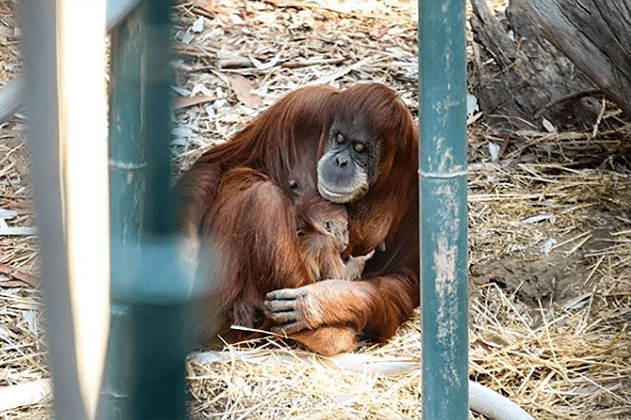 Otra de las atracciones del zoológico de Fresno es este bebé orangután que nació en octubre de 2018.
