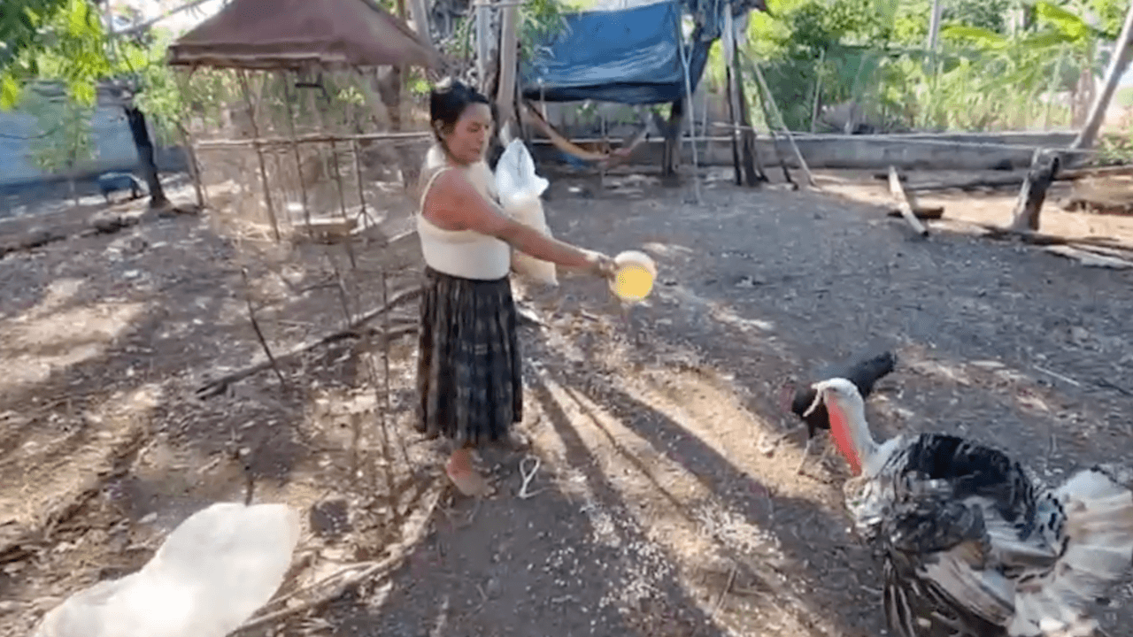 <b><a href="https://www.univision.com/local/san-antonio-kwex/nuevo-video-inmigrante-de-guatemala-raymundo-caal-retando-desde-arriba-del-arbol-a-ice" target="_blank">La mamá de Raymundo dice que esto podría tratarse de una confusión</a></b>, porque ICE lo ha estado identificando como Raúl Ical en un comunicado. Sin embargo, en una orden de arresto federal que tiene
<i>Univision San Antonio</i>,
<b>lo identifican con ambos nombres: Raúl Ical y Raymundo Caal-Caal.</b> “¿Por qué motivo lo buscan? Porque
<b>él no es un criminal”</b>, dice la madre.