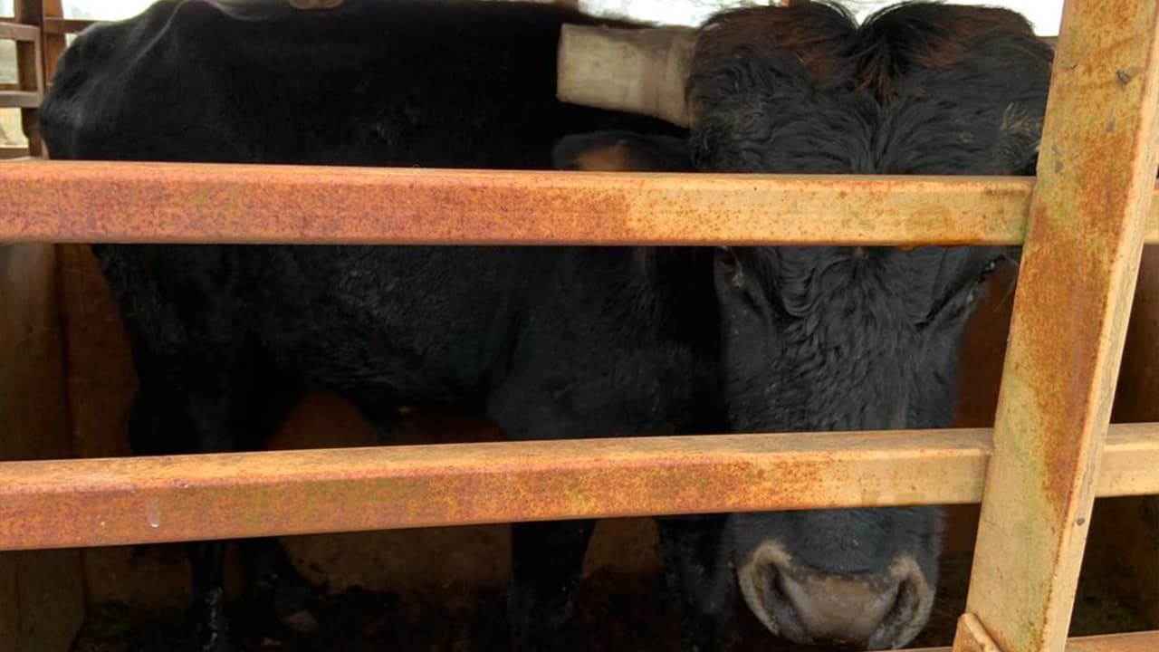 Las vacas y ovejas vivían en pequeños espacios con poca comida y agua.