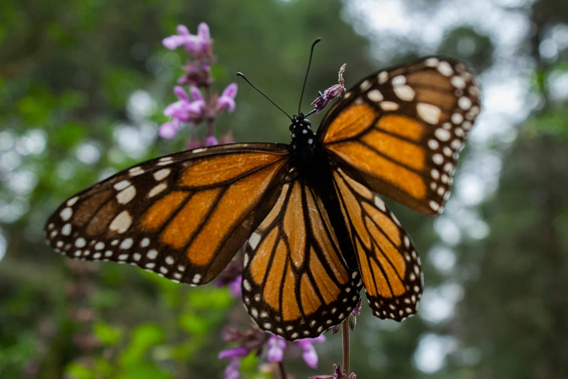 Mariposas monarcas aumentan este año durante su migración en California