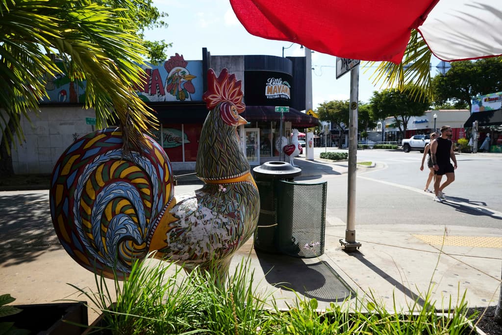 <b>El debate urbano: ¿Molestia vecinal o patrimonio vivo?: </b>A medida que barrios como Little Havana se gentrifican, los gallos —y su canto al amanecer— se convierten en un punto de fricción. Mientras los vecinos tradicionales los defienden como parte del paisaje cultural, nuevos residentes presionan para aplicar ordenanzas que prohíban su presencia. Se abre así un debate sobre qué merece ser preservado en la ciudad.
<br>