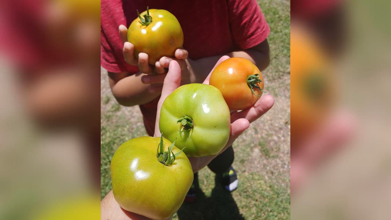 Comparte tus fotos si también tienes un huerto e invita a los demás para que tengan sus cultivos también.