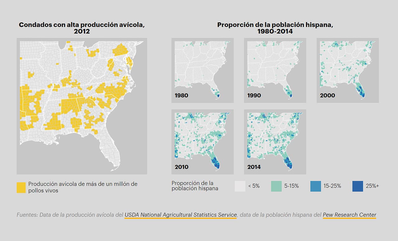 <b>La migración hispana sigue los patrones de la producción avícola</b>: en los años 90, las compañías avícolas y empaquetadoras de carne comenzaron a contratar trabajadores en muchas comunidades hispanas en los Estados Unidos, incentivando su migración hacia las zonas donde quedan sus fábricas. Estos mapas comparan los condados con alta producción avícola (los cuales se han mantenido mayormente iguales a lo largo de los años) con la proporción de su población hispana, la cual ha crecido drásticamente.