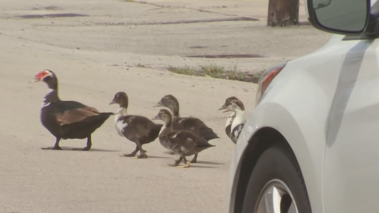 En el año 2018, este vecino hizo lo mismo pidiendo a la alcaldía que coloque reductores de velocidad en la calle. 
<br>