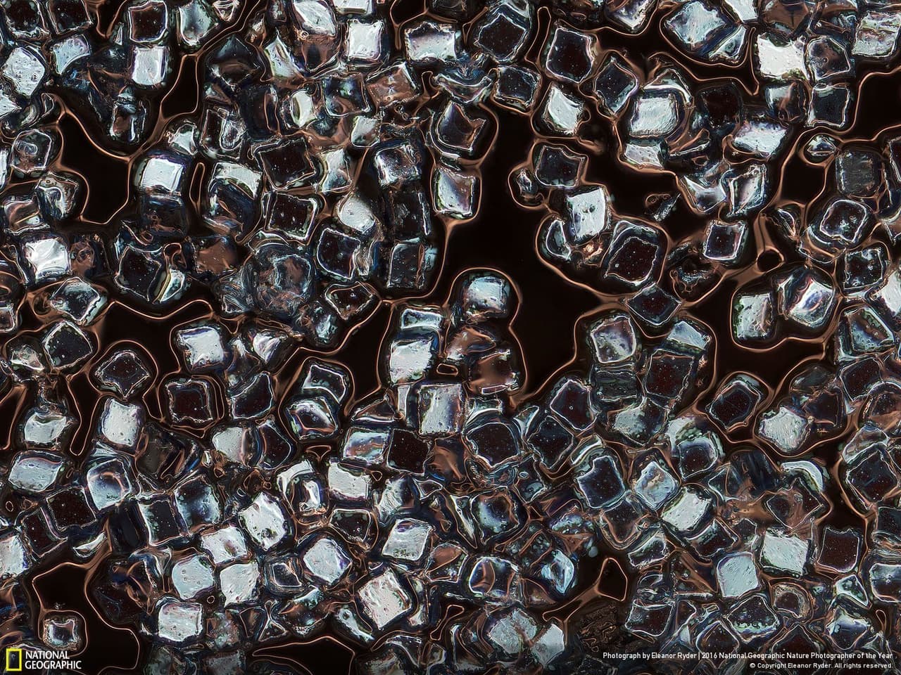 Una foto con los billones de micropartículas de plástico que infestan nuestros océanos se llevó el tercer lugar en la categoría de asuntos medioambientales. La autora, Eleanor Ryder, agrandó estas partículas para mostrar mejor las fibras y polvos que las componen.