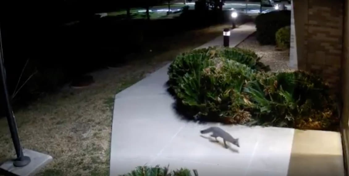 Zorro gris es captado en video "disfrutando las temperaturas frescas" en New Braunfels 