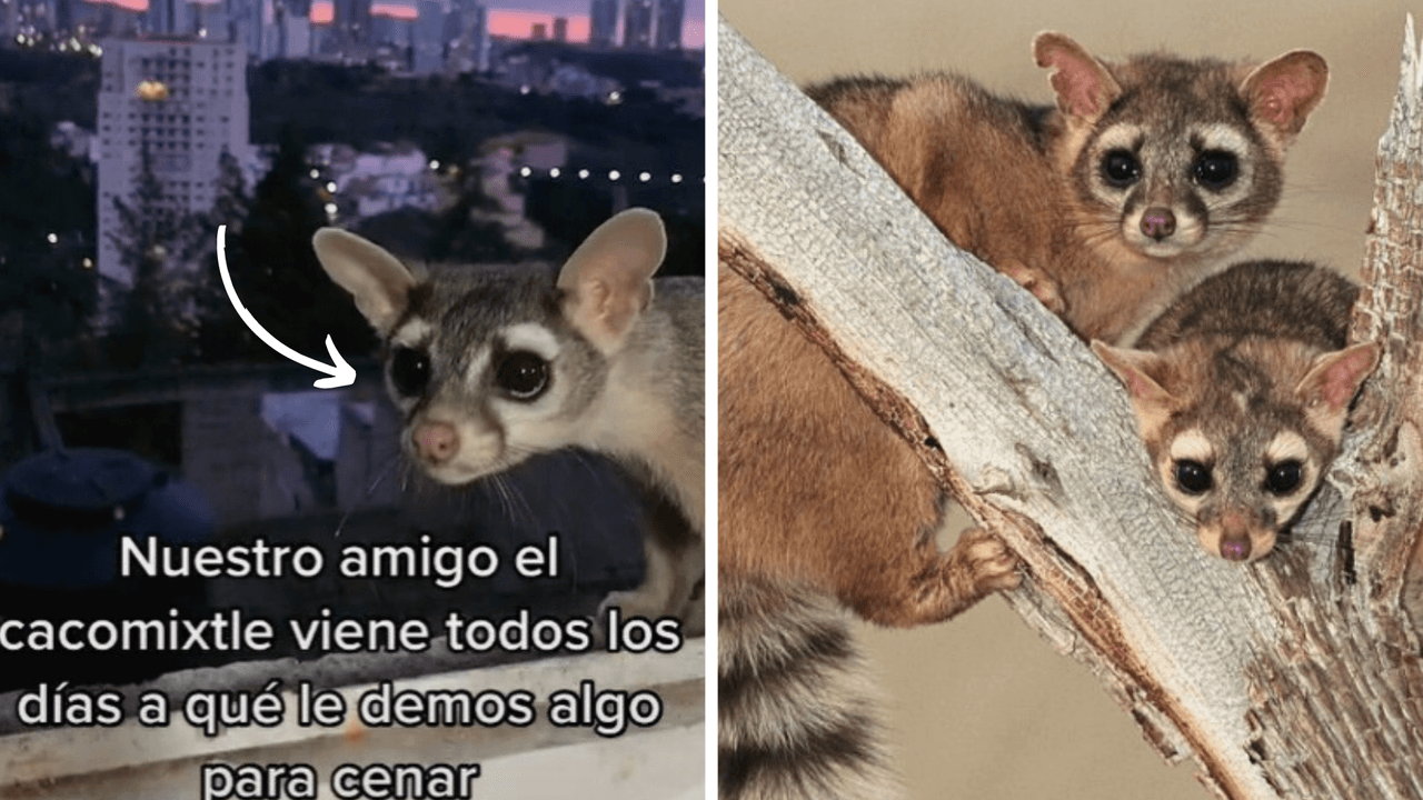 Extraño animal llega todas las noches a su ventana para pedir de comer: ¿qué es en realidad?