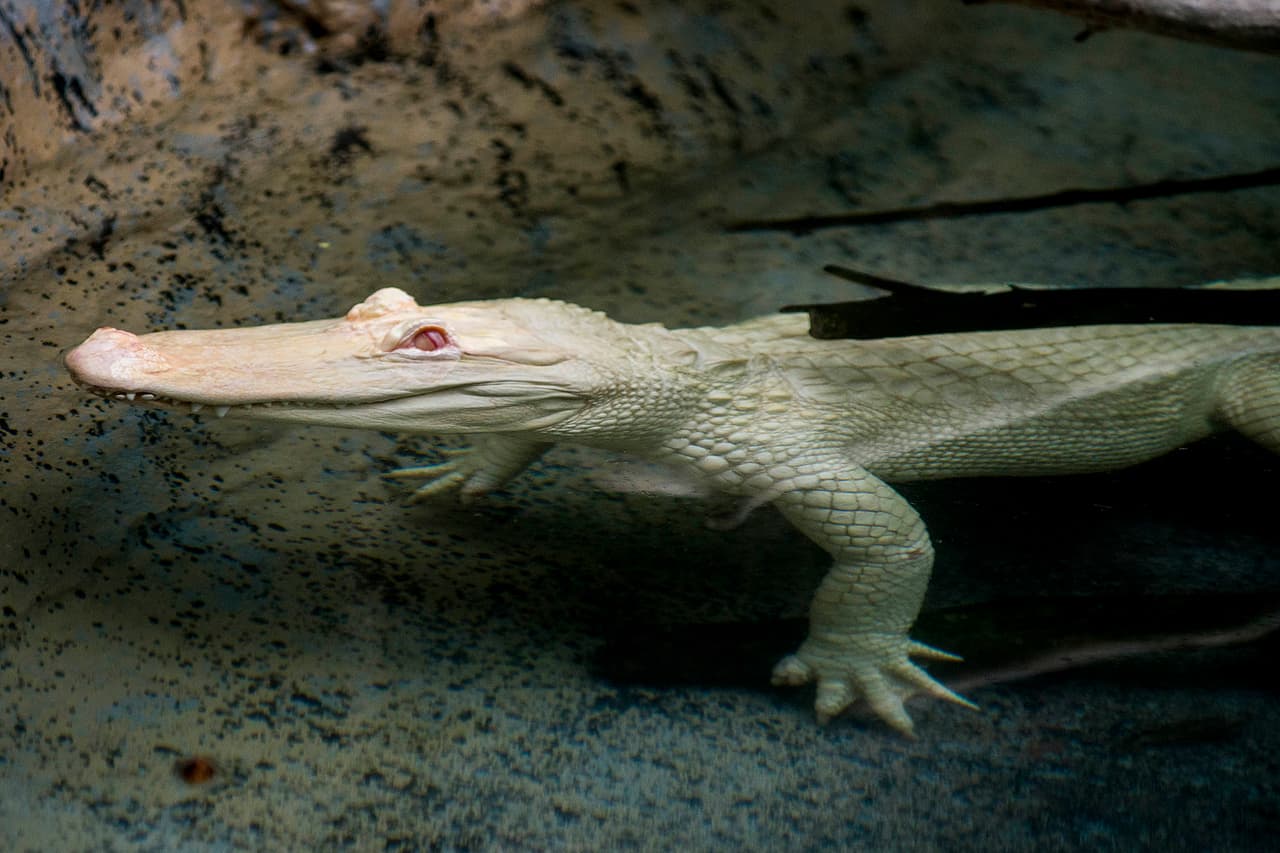 Snowflake, un caimán albino estadounidense de 7 pies de largo, residirá en el hábitat del pantano del Brookfield Zoo hasta septiembre. Los caimanes albinos son extremadamente raros, solo unos 100 existen en el mundo.