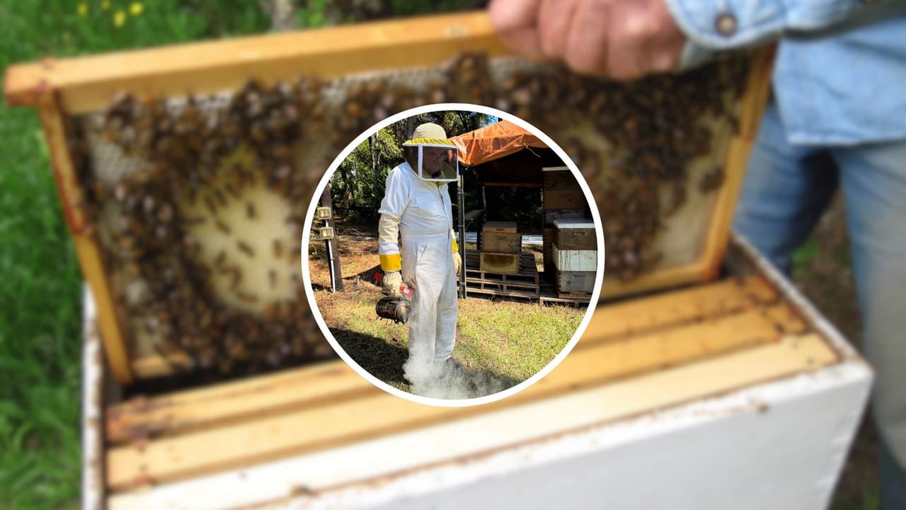 Historia viral ayuda a apicultor de Florida a recuperar colmenas robadas
