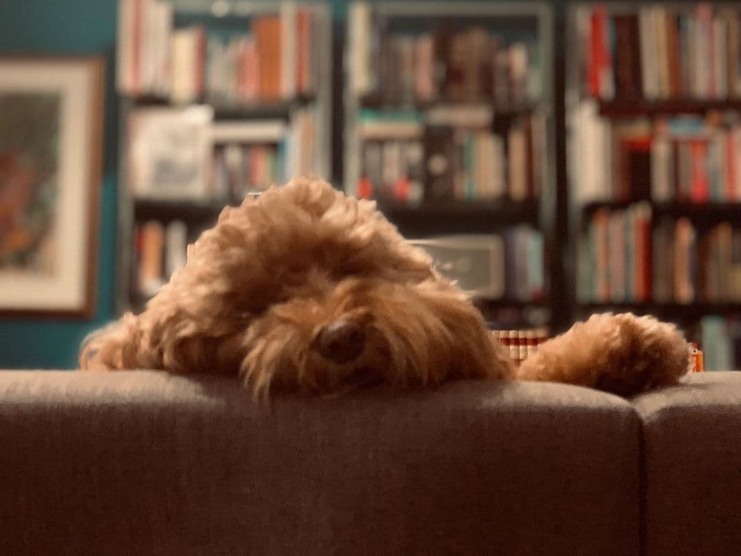 Aquí descansando, la querida mascota de Marcela Sarmiento.