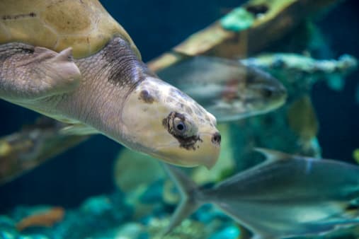 Durante décadas, la liberación pública de las crías de tortugas loro -por su pico- de Kemp en Padre Island National Seashore ha sido uno de los rituales de verano más populares de la costa del Golfo de Texas.