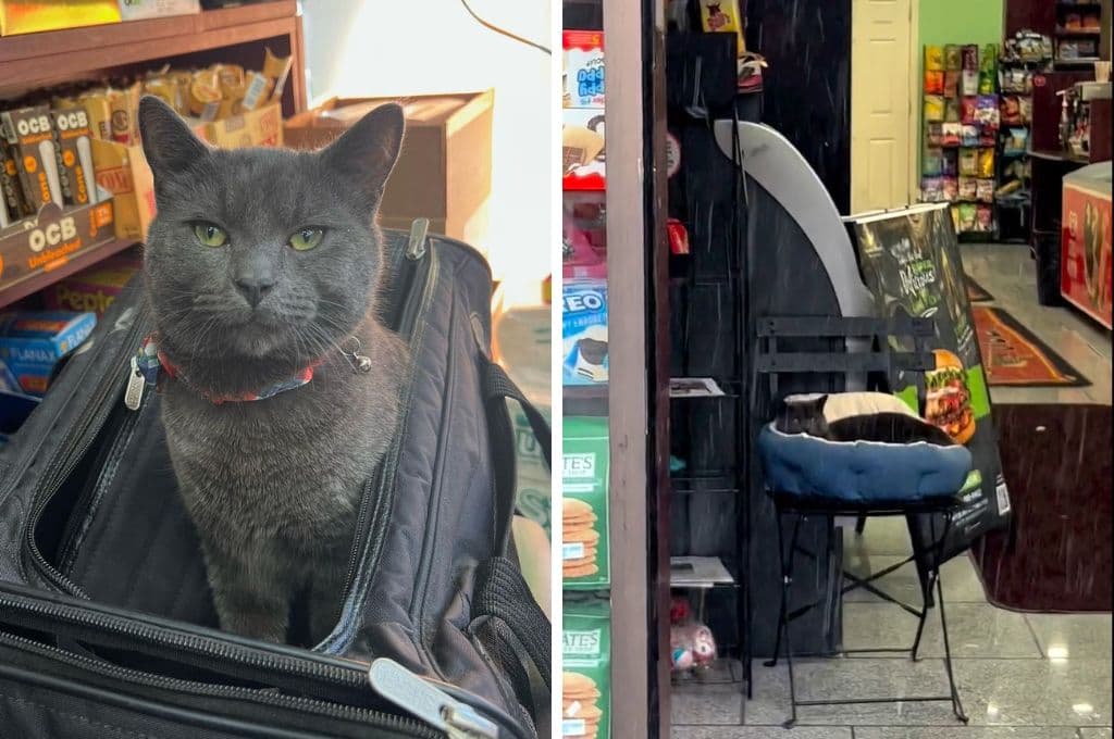 Boka, el gato que fue robado de bodega es regresado a sus dueños