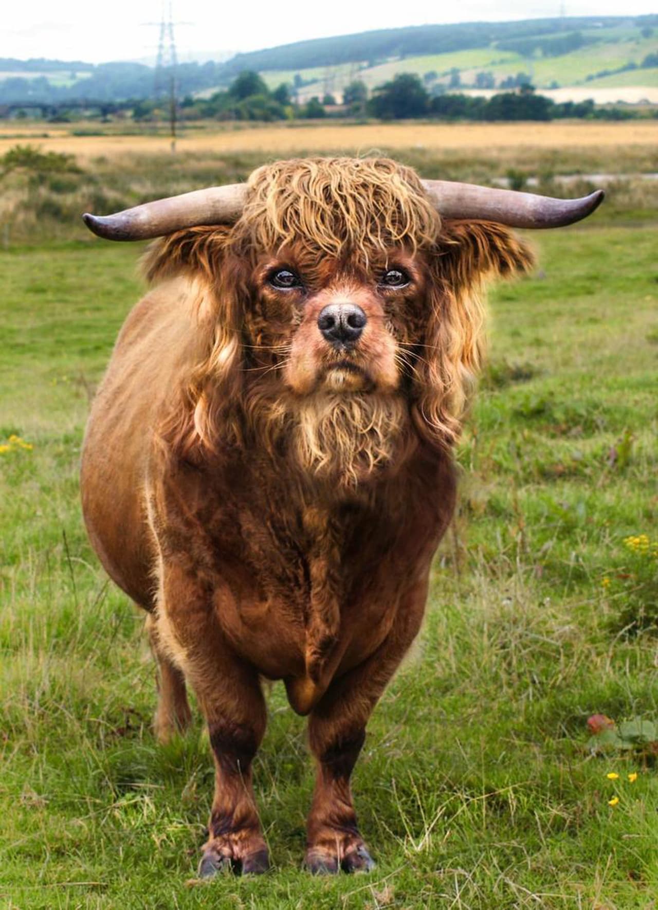 'Perryak'. ¡Qué bello animal hubiera dado la naturaleza si eso se pudiera!