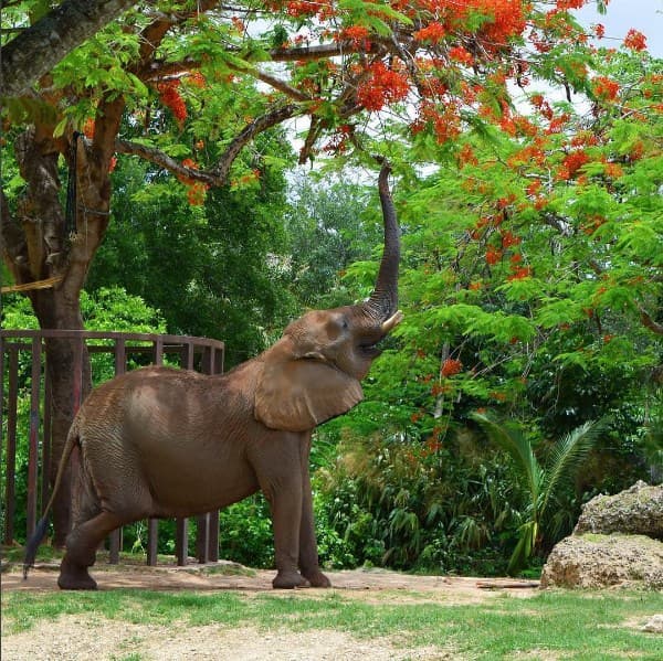 Simplemente adorable nuestro amigo elefante.