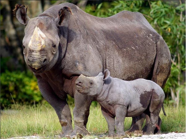 Los rinocerontes son unos animales sorprendentes.