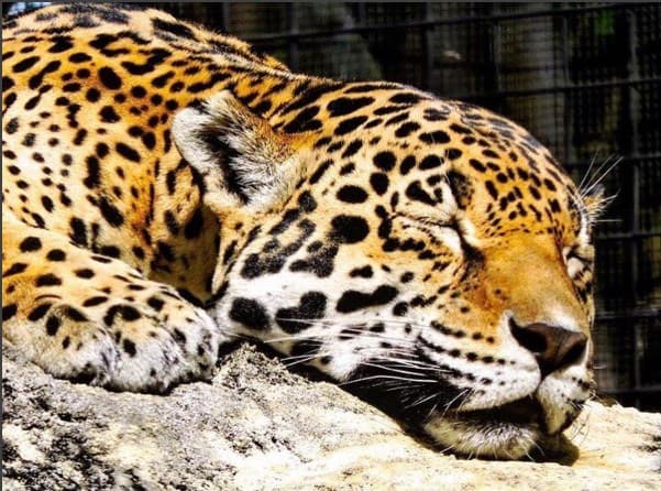 ¡Abre los ojos! Ya llegaron los visitantes.