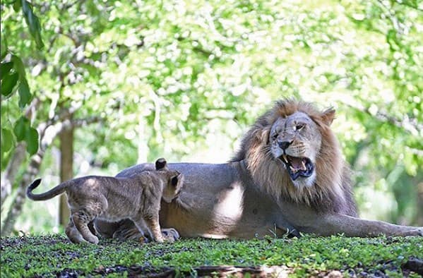 ¡El rey de la selva! Que tiernos son cuando son unos cachorros.