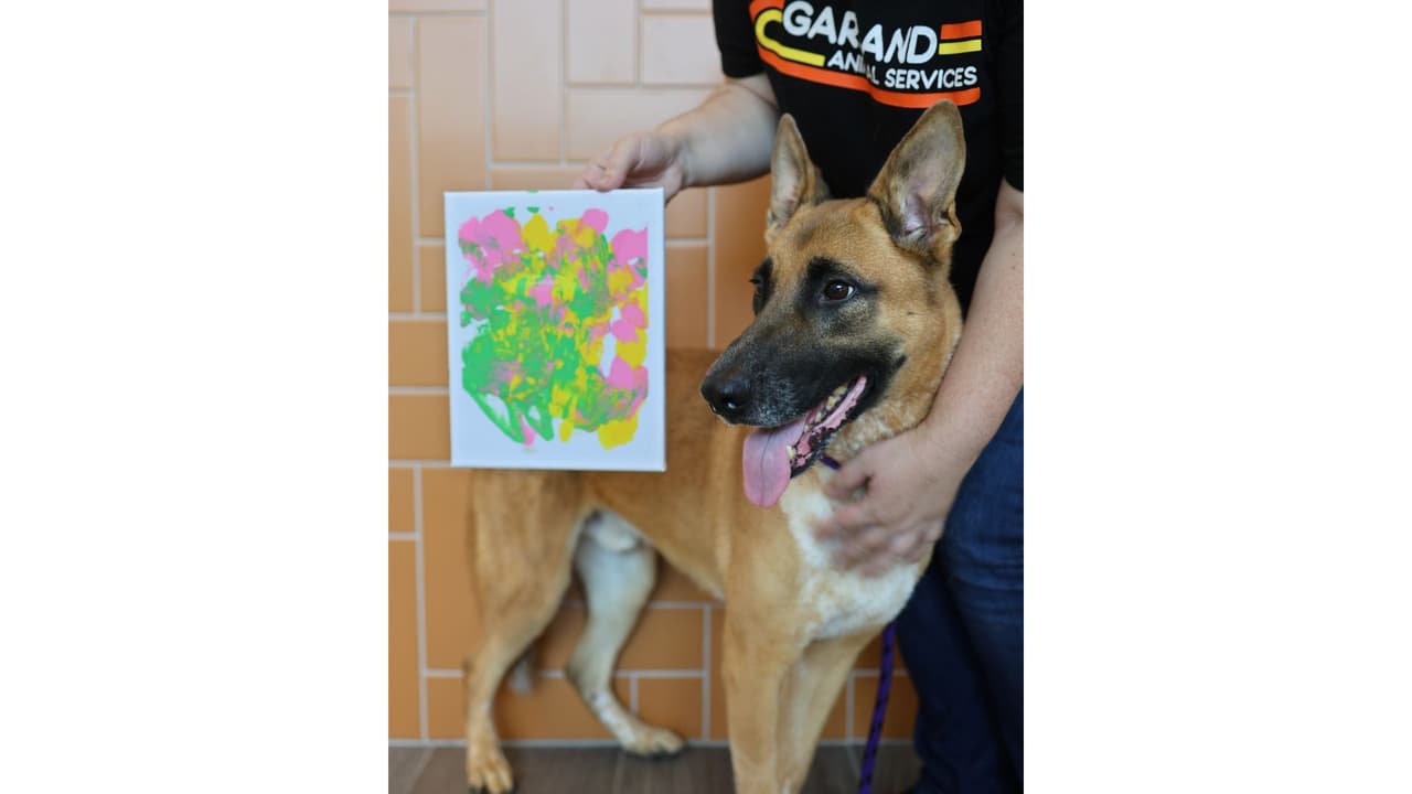 Y posa muy feliz con su creación, él también está en adopción. Este cuadro será también de los subastados y
<b> lo recaudado se destinará a los gastos del Refugio de Animales de Garland.</b>