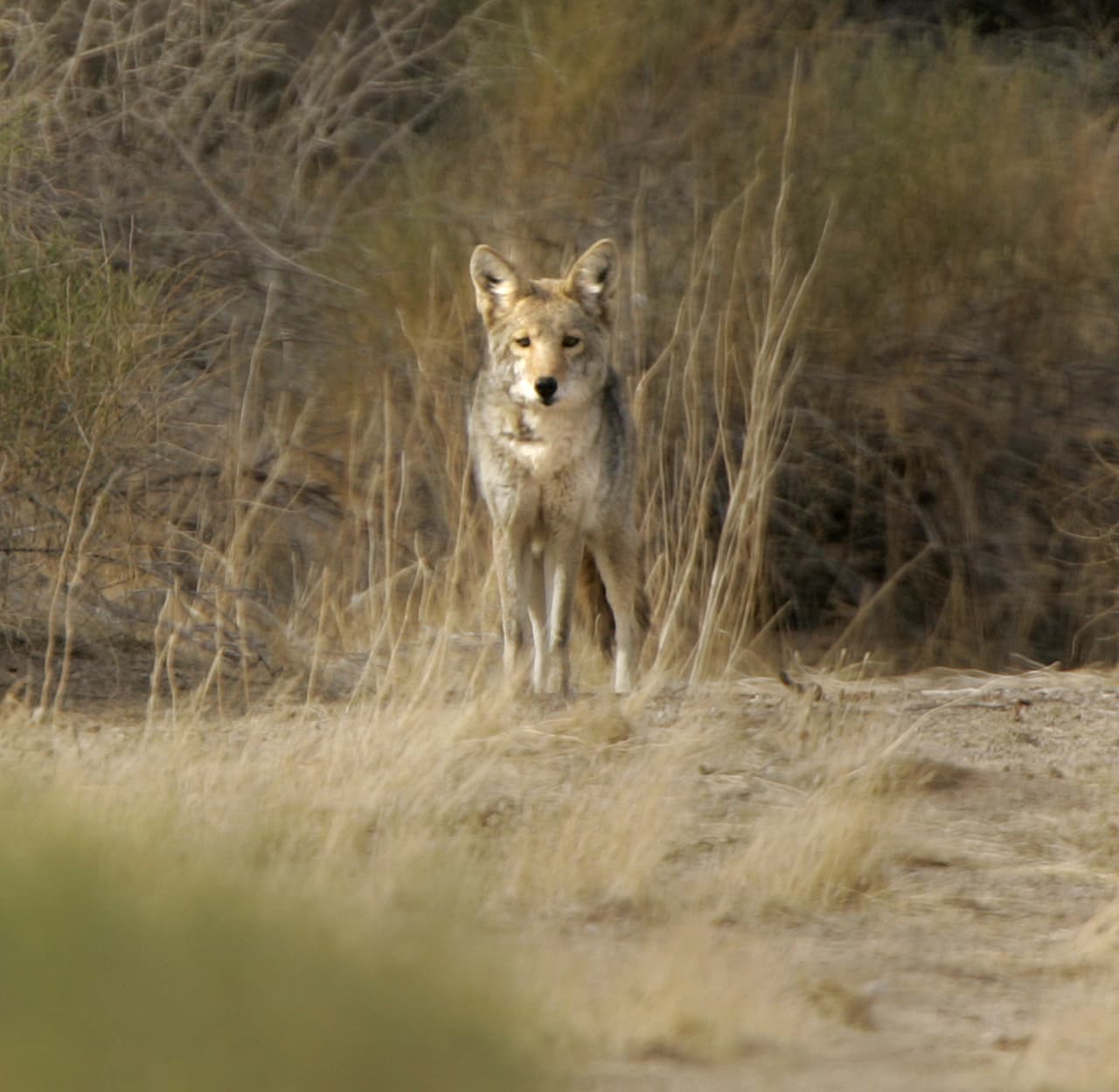 <b>10. </b>Evita caminar a tus mascotas al amanecer o anochecer y evita las áreas de densa vegetación.