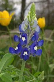 <b>En el Parque Coppell Nature Park</b>, ubicado en el 367 Freeport Pkwy, también se puede encontrar un área de bluebonnets cerca del estacionamiento. 
<br>