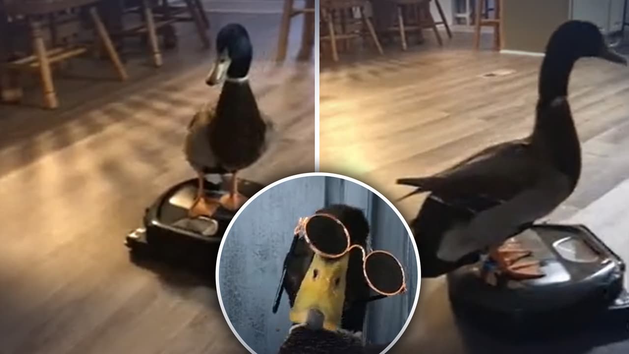 “Estuvo en esa cosa por 10 minutos”: pato da paseo sobre aspiradora robot y lo graban