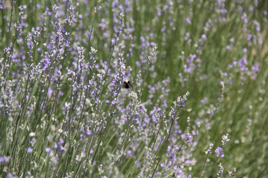Estos parajes son el hogar de miles de trabajadores. Sí, mientras tú paseas, las abejas y los abejorros estarán en plena faena.