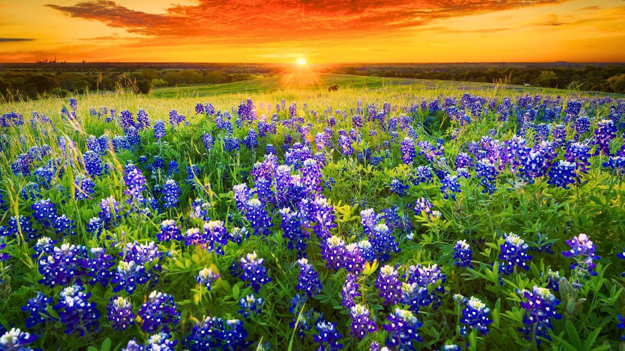 La llegada de la primavera en Texas trae consigo un espectáculo natural que no te puedes perder:
<b> los bluebonnets en su máximo esplendor</b>. Estas flores silvestres cubren los campos con un manto azul impresionante, 
<b>creando el escenario perfecto para una sesión de fotos inolvidables</b>. Si estás en el norte de Texas y quieres capturar la esencia de la primavera, 
<b>aquí te dejamos los mejores lugares para hacerlo</b>.