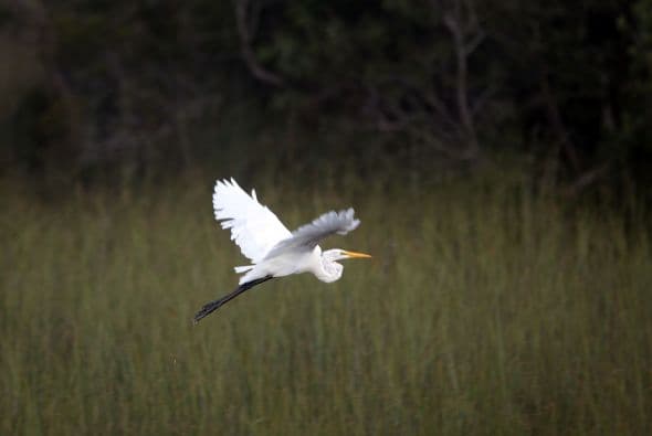 Por este fin de semana la entrada a los Parques Nacionales de Florida serán gratuitos. ¡Aprovecha y disfruta de la naturaleza!