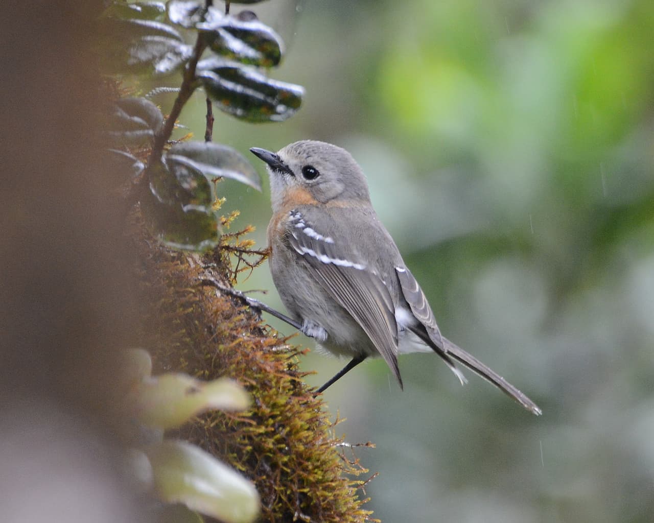 Kaua`i `Elepaio (Chasiempis sclateri)