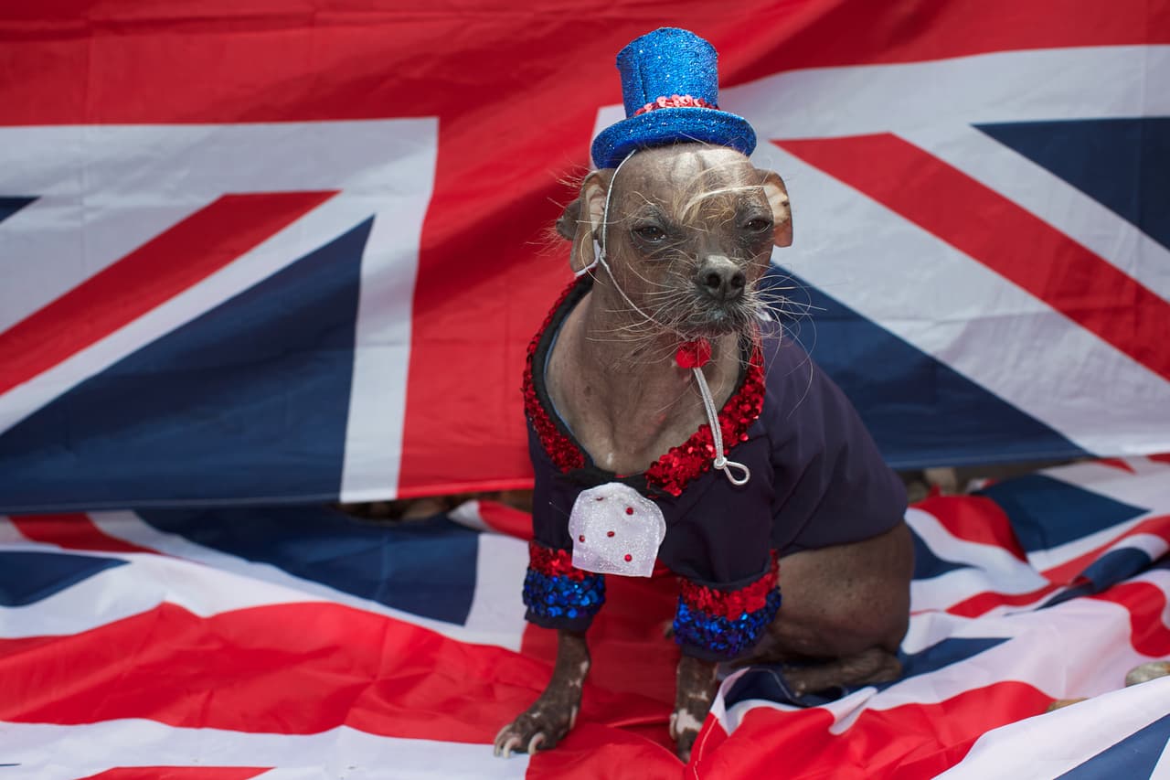 En 2012 Mugly fue coronado como el perro más feo del mundo, vistiendo un elegante traje británico.