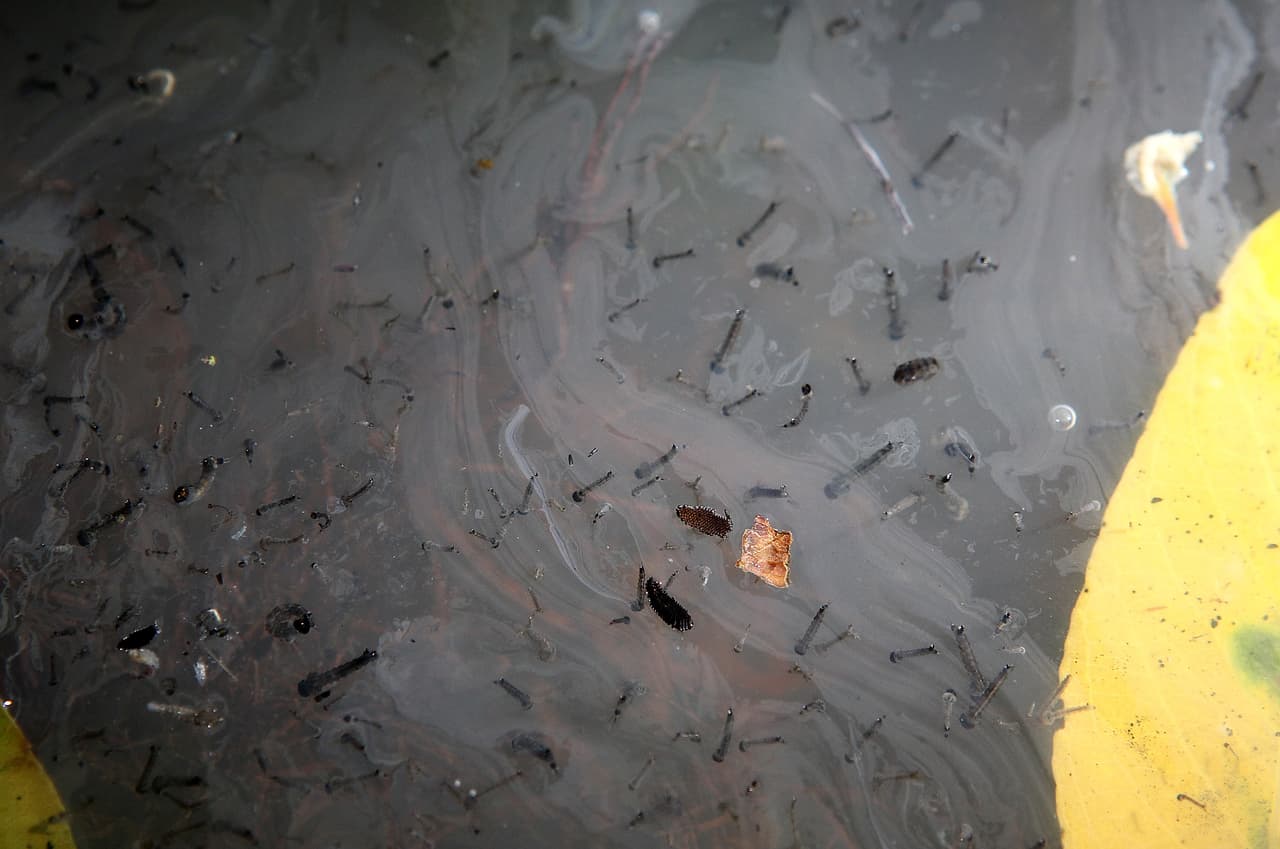 El
<a href="http://publichealth.lacounty.gov/phcommon/public/media/mediapubhpdetail.cfm?prid=3283" target="_blank">Departamento de Salud del condado de Los Ángeles</a> reportó este martes el primer caso en humanos del virus del Nilo Occidental (NWV por sus siglas en inglés) de este año.