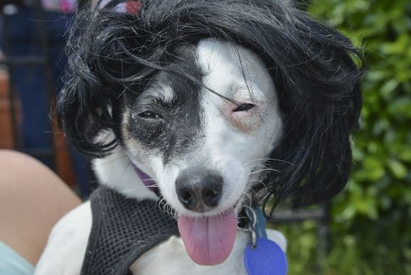 Decenas de perritos se disfrazaron y personificaron en tradicionales vestimentas para festejar el 5 de Mayo.