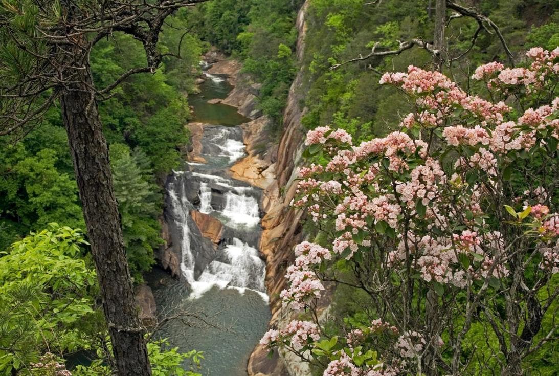 <b>Te puede interesar</b>:
<b><a href="https://www.univision.com/local/atlanta-wuvg/tallulah-georgia-state-park-rio-cascadas-georgia-fotos" target="_blank">Este parque es uno de los destinos favoritos de turistas en Georgia</a></b> por su río, sus cascadas y mucho más.