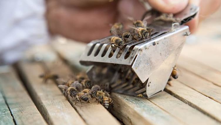 Imagen de un rescate de abejas en Valle de Bravo. Aquí están liberando a la reina, la cual se había excluido para que estuviera a salvo.