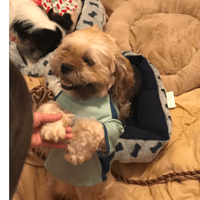 Es un perrito que le gusta que le hablen cariñosamente y que lo protejan de la lluvia ( es a lo que mas le tiene miedo). Esta foto la tome después de bañarlo y aproveché que le gusta usar ropa.