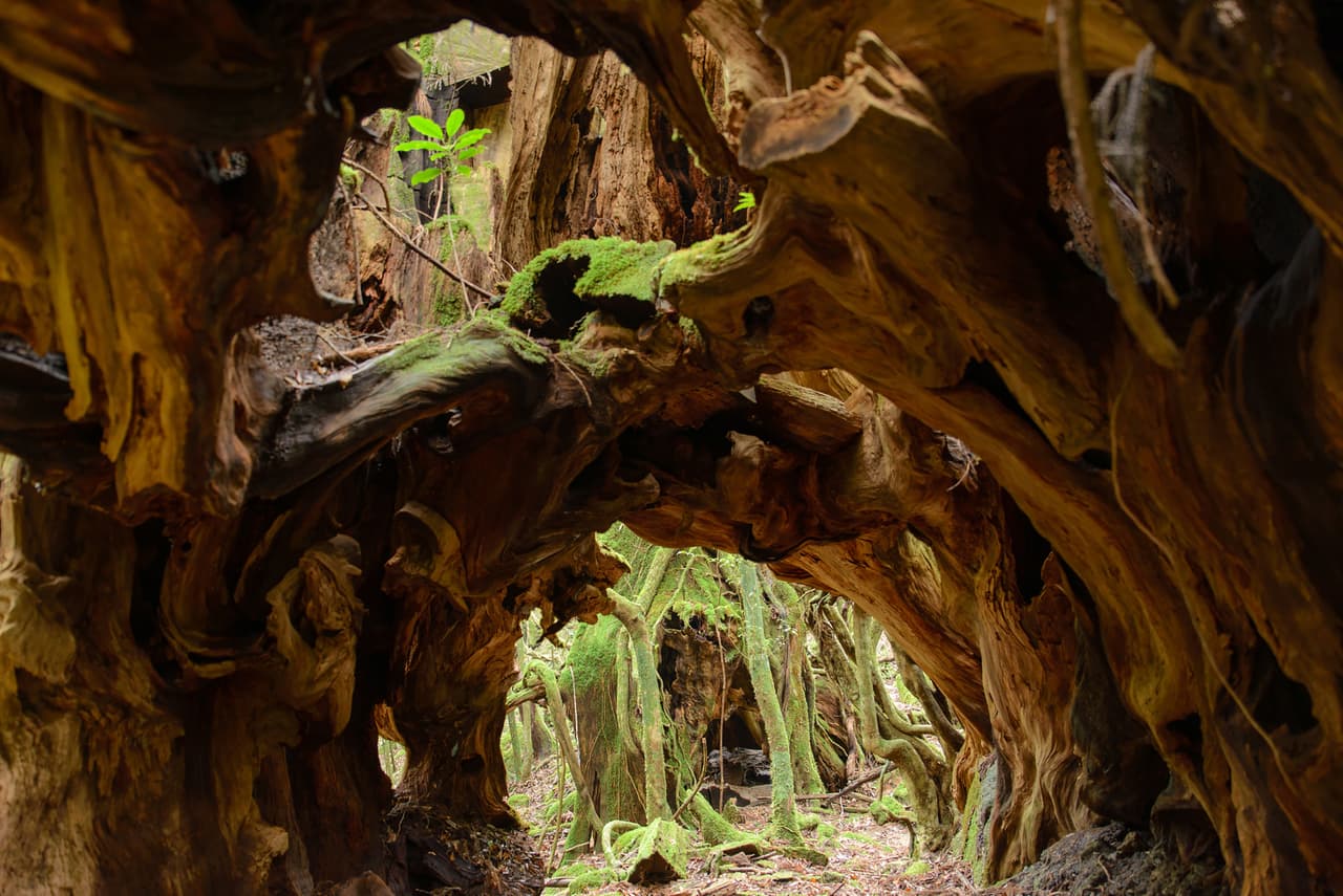 Un túnel de vegetación en Yakushima, un sitio natural de Japón en la lista de la UNESCO. 
<br>
<br>El catálogo de lugares que son Patrimonio de la Humanidad de la UNESCO está dividido en tres categorías: ‘sitio cultural’, ‘sitio natural’ o ‘sitio mixto’. 
<br>
<br>Vea aquí los patrimonios de la humanidad que están en peligro según UNESCO