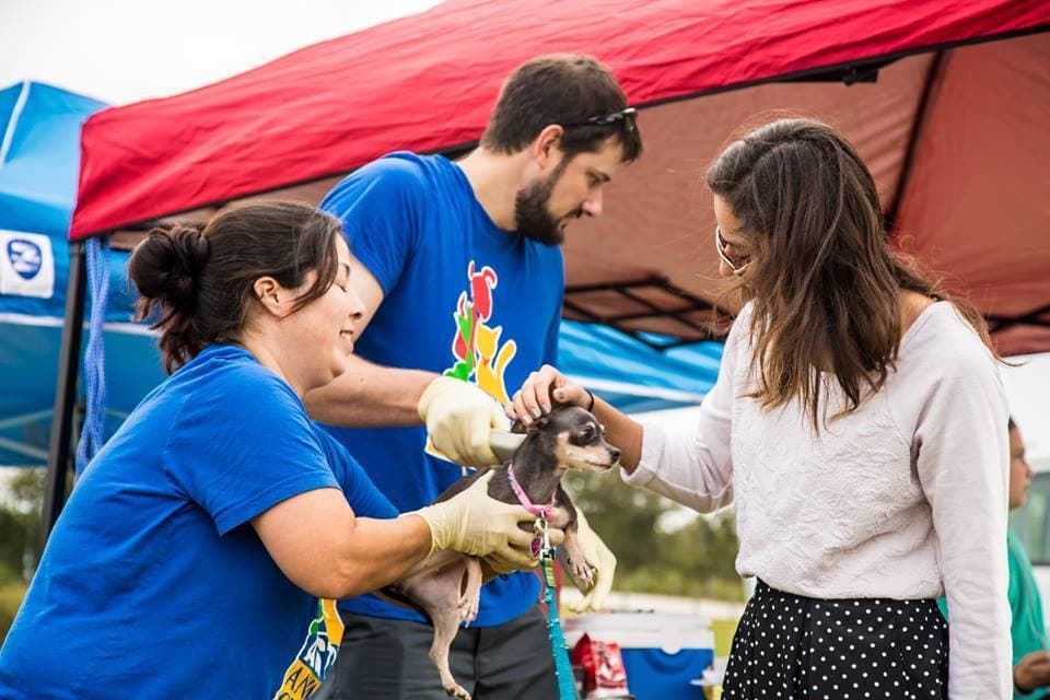 Centro de Animales de Austin ofrecerá gratis microchips para perros este sábado