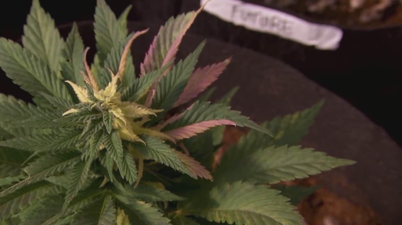 Estudios de The Lancet revelan que la marihuana no funciona para tratar la depresión