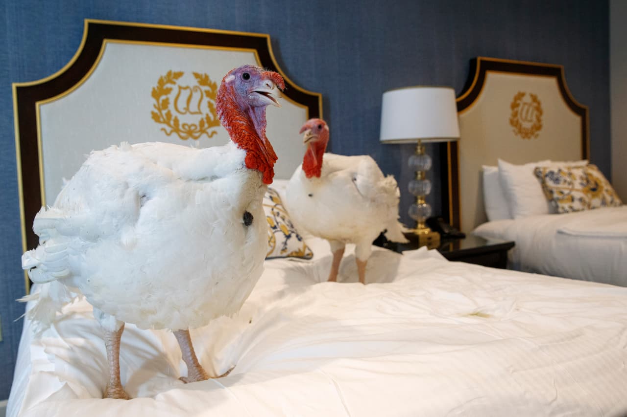 Otra tradición que se llevará a cabo esta semana es el ‘perdón del pavo de Acción de Gracias’. Bread and Butter, dos aves de Carolina del Norte que están hospedados en un hotel de Washington DC, serán perdonados por el presidente Donald Trump el miércoles.